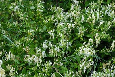 Lonicera Japonica